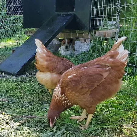 Woodford In Old Farm Cill Airne