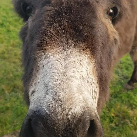 Woodford In Old Farm Semesterbostad *